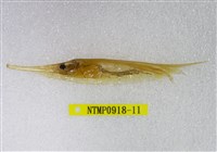 藏品(條紋鰕魚)的圖片